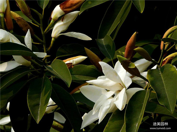 樂昌含笑和深山含笑有什么區(qū)別？